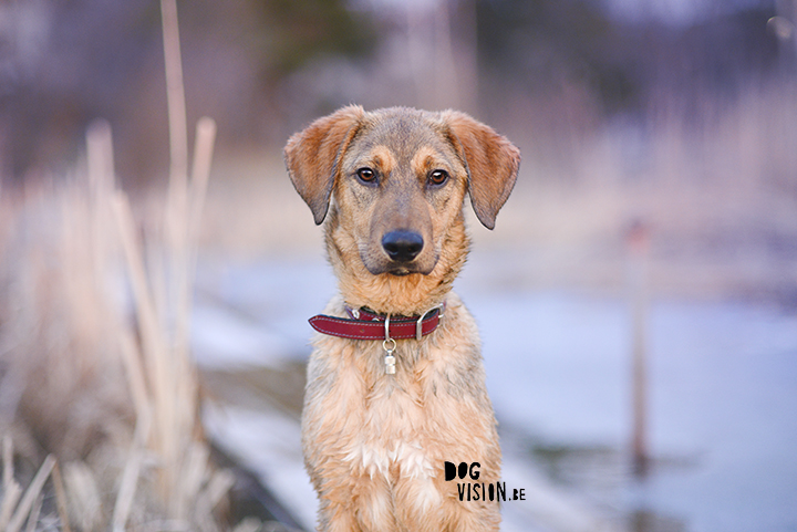 Wet rescue puppy | muttpuppy | www.DOGvision.be | dog photography