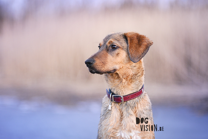 Rule of space | Dog photography tips & tricks | Oona, mixed breed dog | www.DOGvision.be