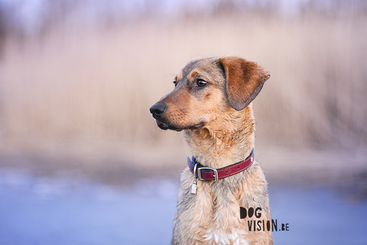 Wet rescue puppy | muttpuppy | www.DOGvision.be | dog photography