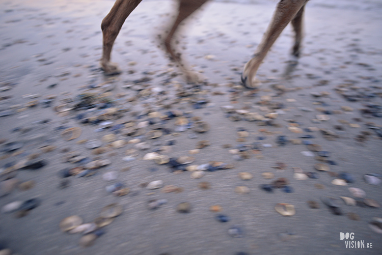 DOGvision | dog photography