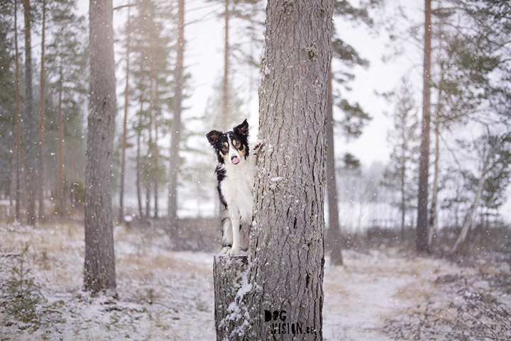 #TongueOutTuesday (10) |www.DOGvision.be (Border Collie)