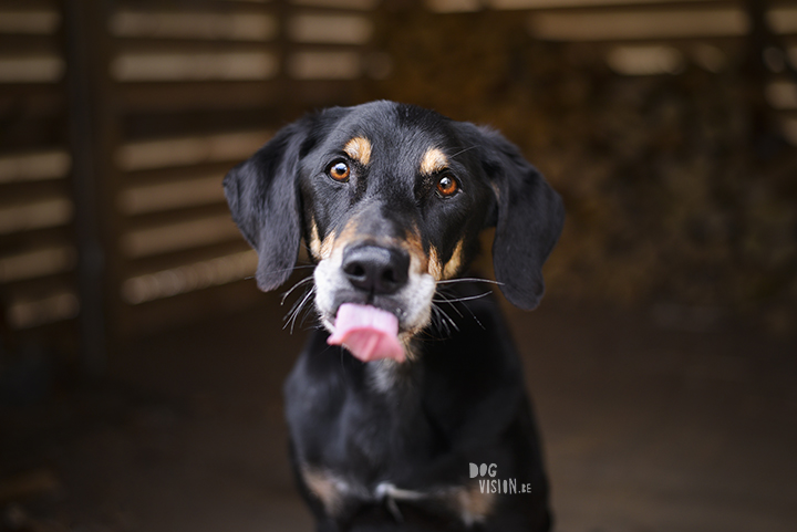 #TongueOutTuesday (15) Ravasz Erdélyi Kopo/ Transylvanian hound , seniordog | www.DOGvision.be | Dog photography
