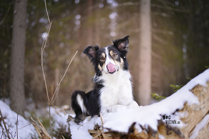 #TongueOutTuesday (11) | MOgwai Border Collie | www.DOGvision.be | Photo project