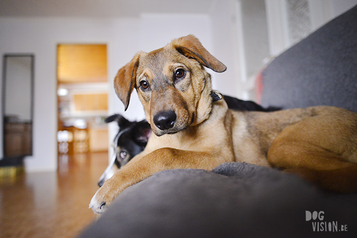 Indoor hondenfotografie tips | Oona mutt | www.DOGvision.be