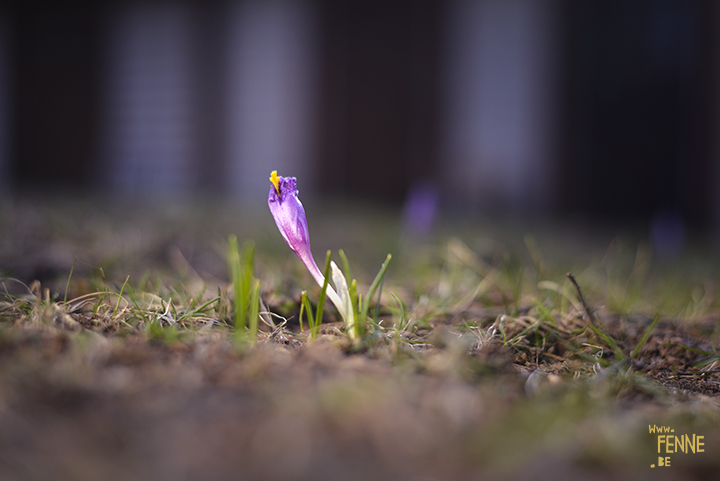 First flower of spring | www.DOGvision.be