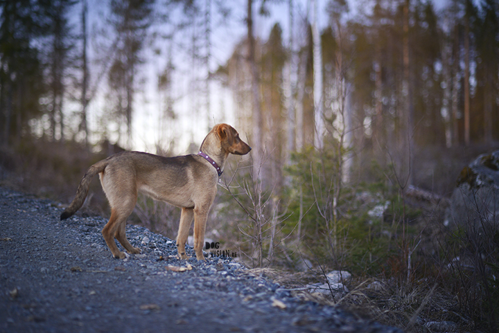 Oona, mutt, muttpuppy, hiking, adventure dog | www.DOGvision.be | dog photograhy