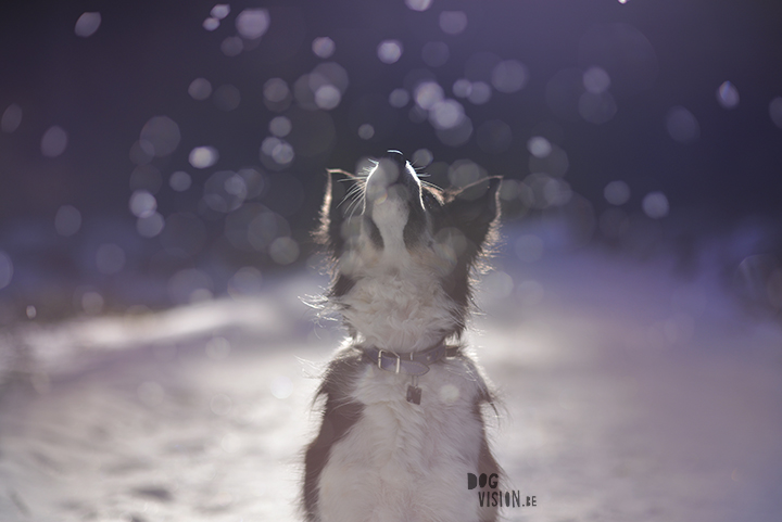Dog photography tips & tricks on www.DOGvision.be | Border Collie Mogwai.