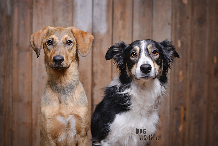 #TongueOutTuesday (16) | DOGvision photography | www.DOGvision.be | Border Collie & Rescue Mutt