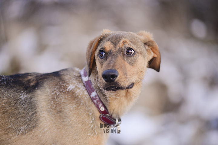 Oona, Rescue mutt from Bosnia | www.DOGvision.be