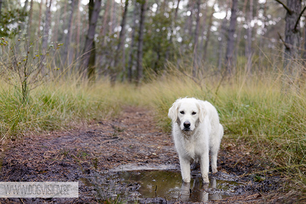 15okt |Eclips | Golden retriever | www.DOGvision.be