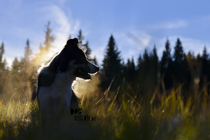 DOGvision photography | dog photography tips & tricks| www.DOGvision.be