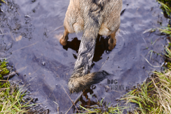Wet dog having fun in puddle | Rescue mutt Oona | www.DOGvision.be