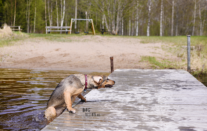 Trying to get out of the lake after falling in | Rescue mutt Oona | www.DOGvision.be