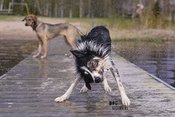 Dog shake Mogwai | Border Collie | dog photography www.DOGvision.be