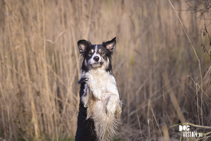 Kerstwandeling met Nolan | www.DOGvision.be | dog photography