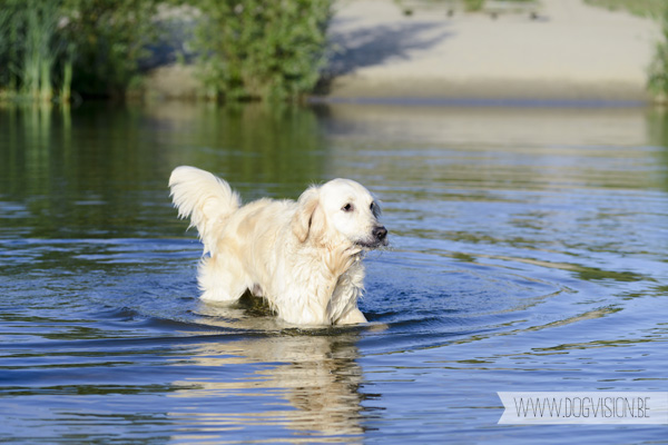 DOGvision.be | Dog Photography