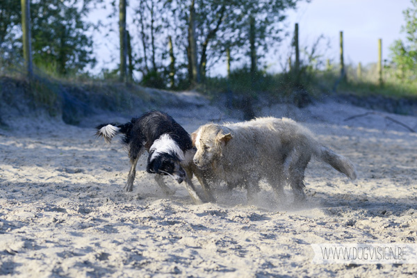 DOGvision.be | Dog Photography