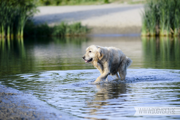 DOGvision.be | Dog Photography