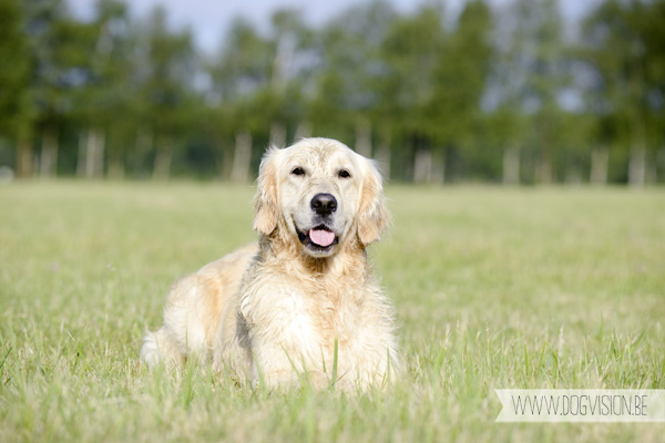 DOGvision.be | Dog Photography