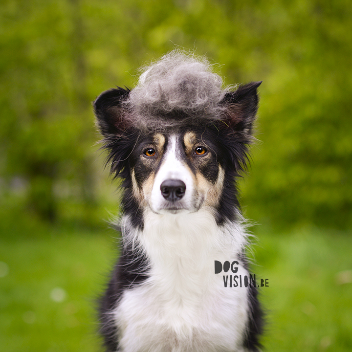 Mogwai, Border Collie | dog photography | www.DOGvision.be