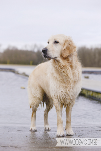 Hachiko Hummer & Eclips | www.DOGvision.be | hondenfotografie