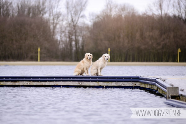 Hachiko Hummer & Eclips | www.DOGvision.be | hondenfotografie