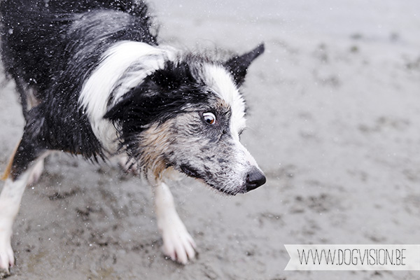 30/10/2014 | Linkeroever | Moby | Bordercollie