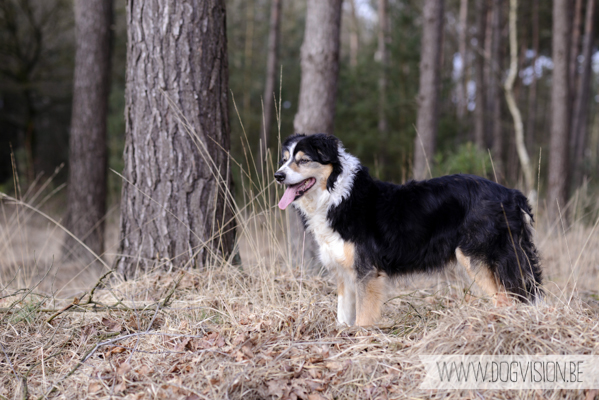 Birthday walk Ejay and Moon | www.DOGvision.be | dog photography