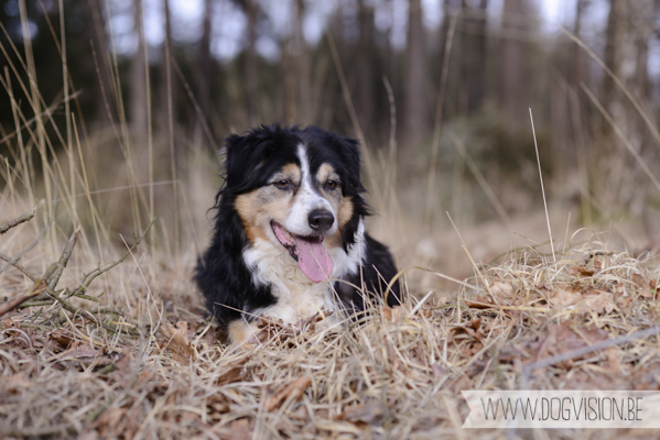 Birthday walk Ejay and Moon | www.DOGvision.be | dog photography