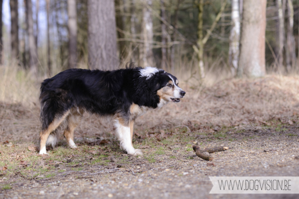 Birthday walk Ejay and Moon | www.DOGvision.be | dog photography