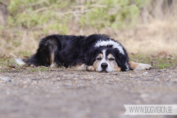 Birthday walk Ejay and Moon | www.DOGvision.be | dog photography