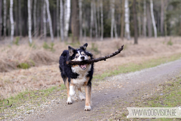 Birthday walk Ejay and Moon | www.DOGvision.be | dog photography