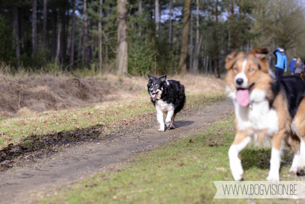 Birthday walk Ejay and Moon | www.DOGvision.be | dog photography