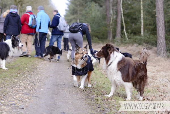 Birthday walk Ejay and Moon | www.DOGvision.be | dog photography