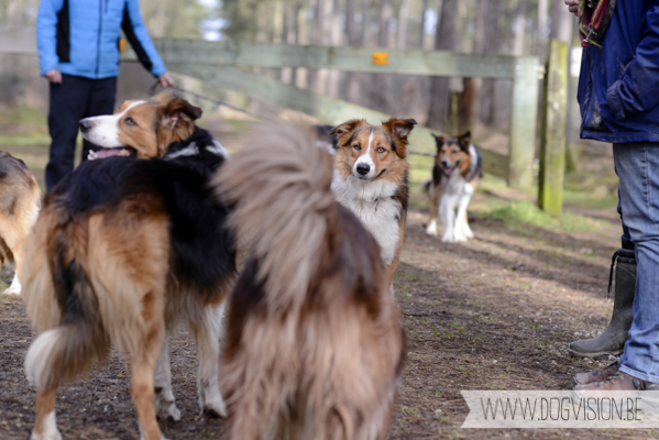 Birthday walk Ejay and Moon | www.DOGvision.be | dog photography