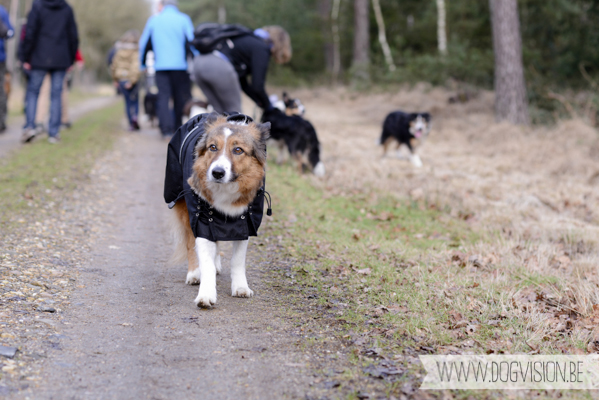 Birthday walk Ejay and Moon | www.DOGvision.be | dog photography