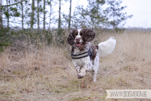 Birthday walk Ejay and Moon | www.DOGvision.be | dog photography