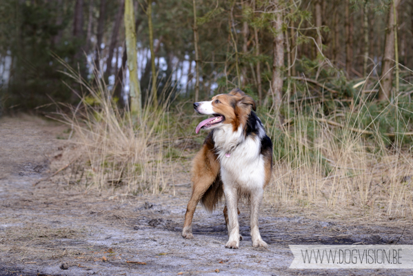 Birthday walk Ejay and Moon | www.DOGvision.be | dog photography