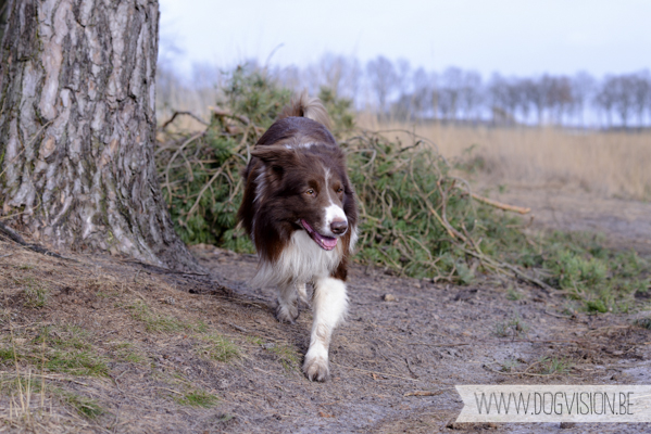 Birthday walk Ejay and Moon | www.DOGvision.be | dog photography