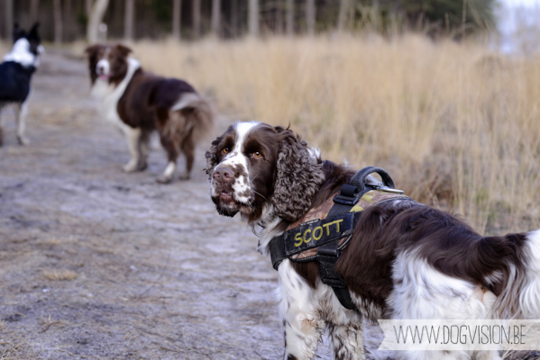 Birthday walk Ejay and Moon | www.DOGvision.be | dog photography