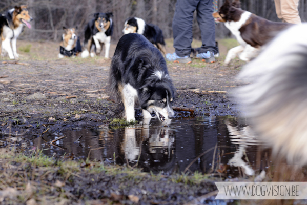 Birthday walk Ejay and Moon | www.DOGvision.be | dog photography