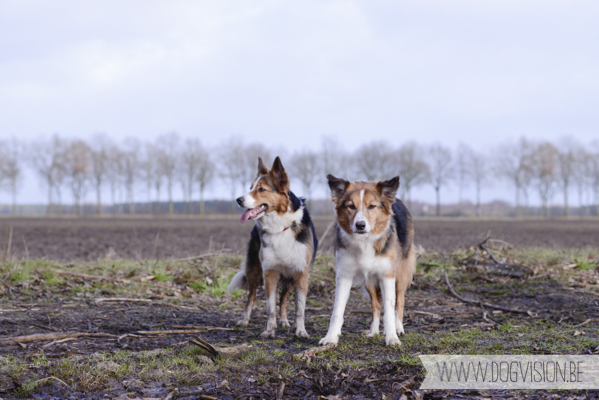 Birthday walk Ejay and Moon | www.DOGvision.be | dog photography