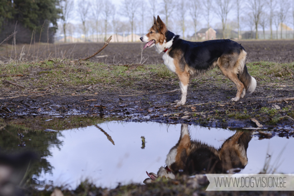 Birthday walk Ejay and Moon | www.DOGvision.be | dog photography