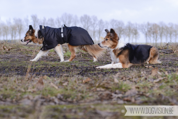 Birthday walk Ejay and Moon | www.DOGvision.be | dog photography