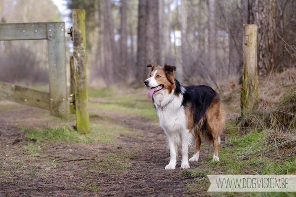 Birthday walk Ejay and Moon | www.DOGvision.be | dog photography