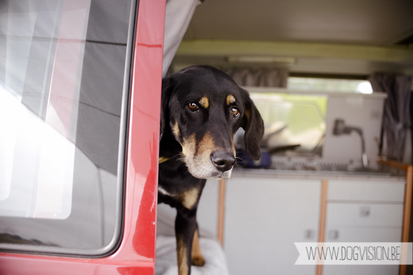 Vanlife | www.DOGvision.be | dog photography