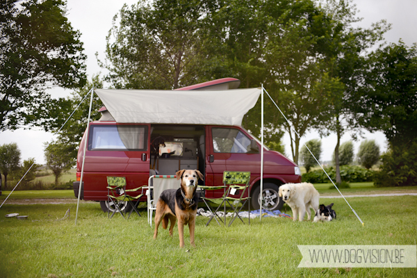 Vanlife | www.DOGvision.be | dog photography