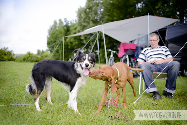 Vanlife | www.DOGvision.be | dog photography