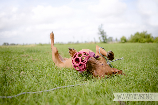 Vanlife | www.DOGvision.be | dog photography