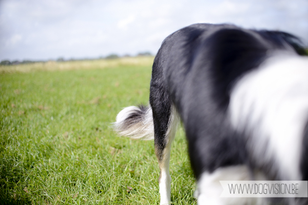 Vanlife | www.DOGvision.be | dog photography